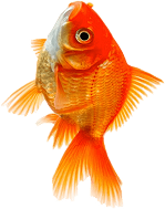 category